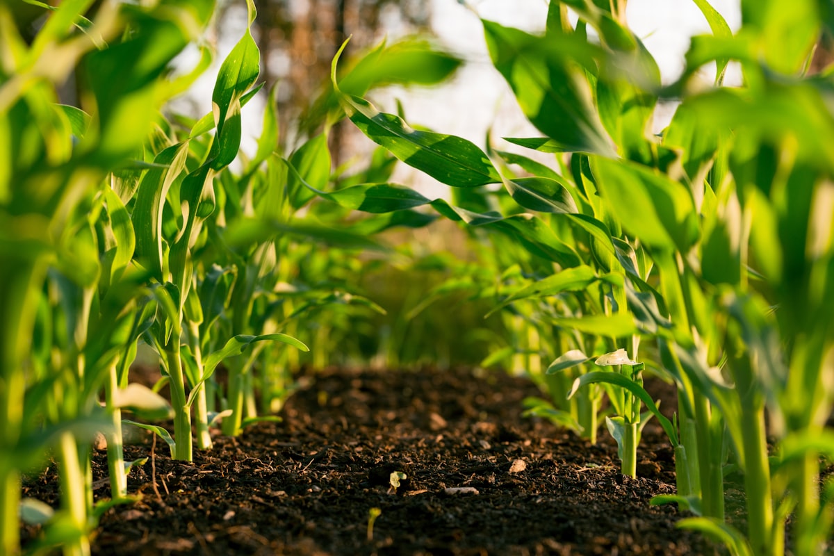 Futuristic agriculture technology